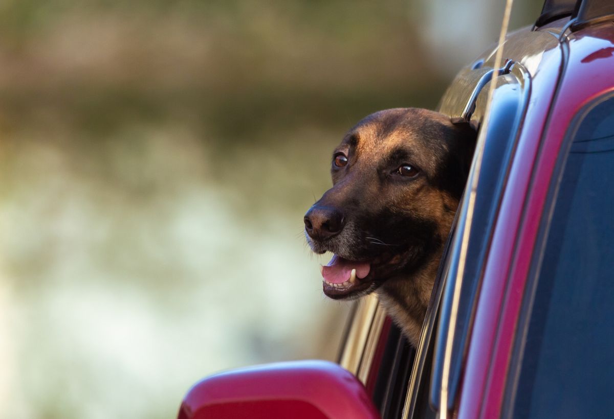 Dog Taxi