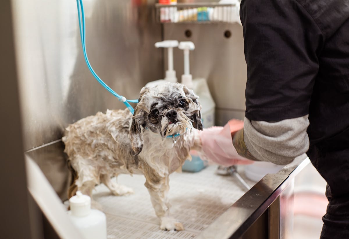 Grooming