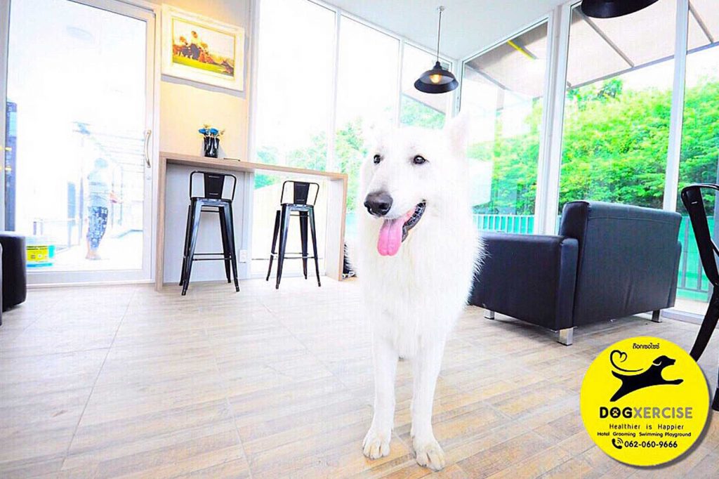 Dog Hotel