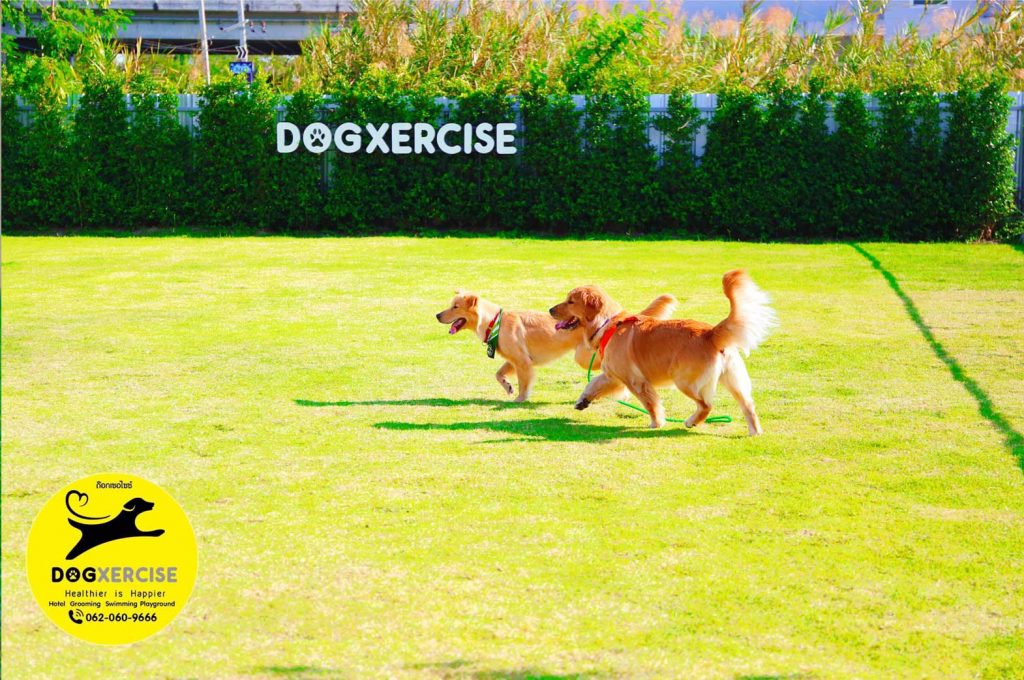Dogs running on the grass field