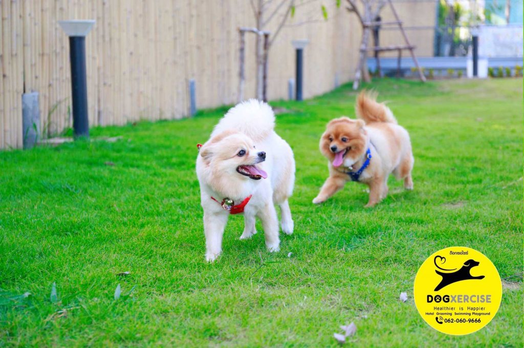 Evening play