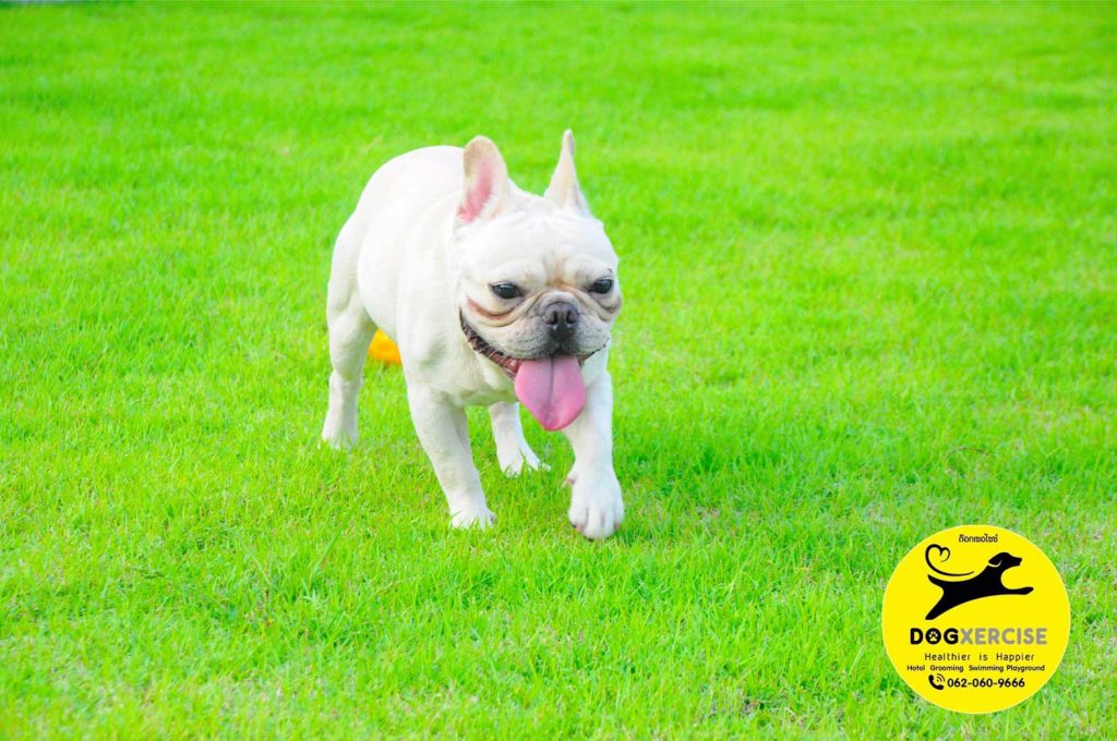 Happy dog running across the grass field